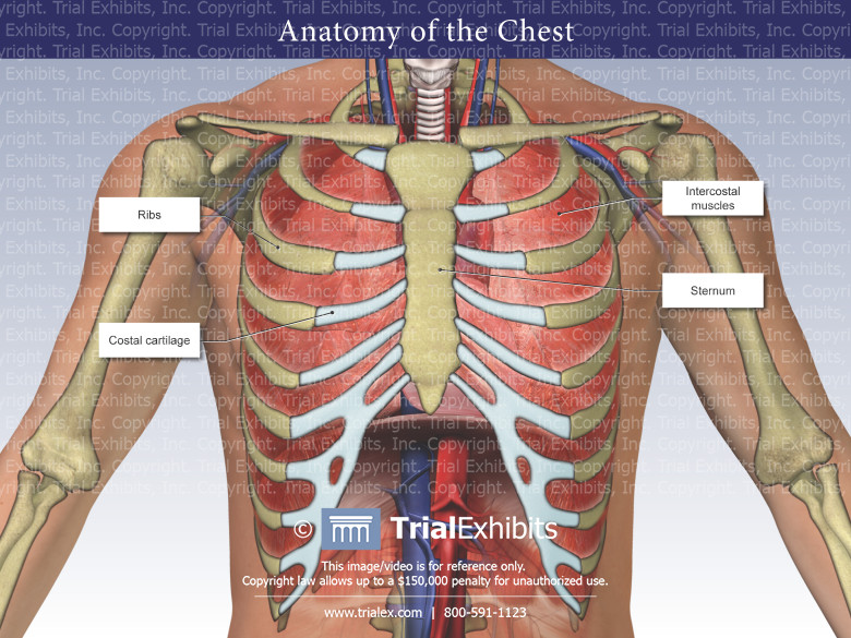 Anatomy Of The Chest