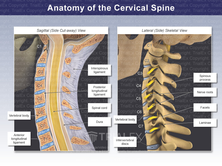 Anatomy Of The Cervical Spine Sagittal And Lateral Views