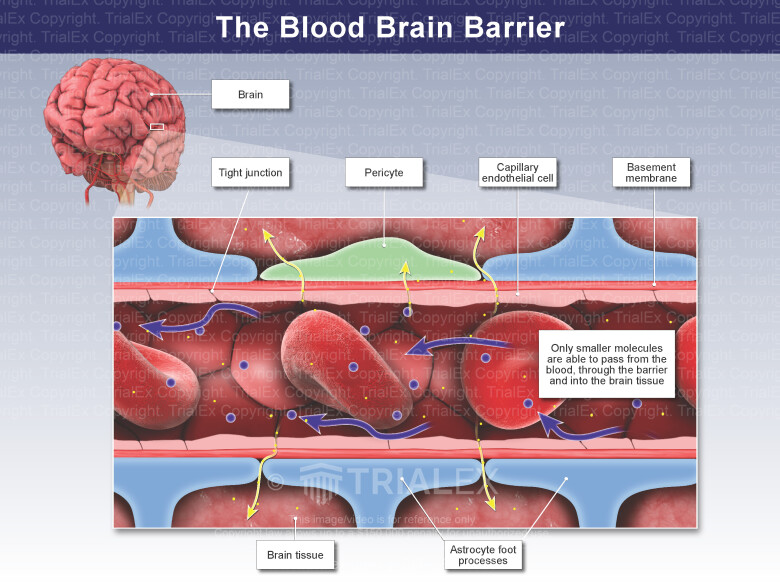 The Blood Brain Barrier TrialQuest Inc 