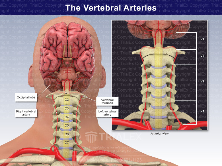 Vertebral Artery Anatomy