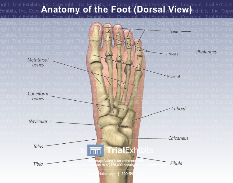 Right Foot Anatomy Bone
