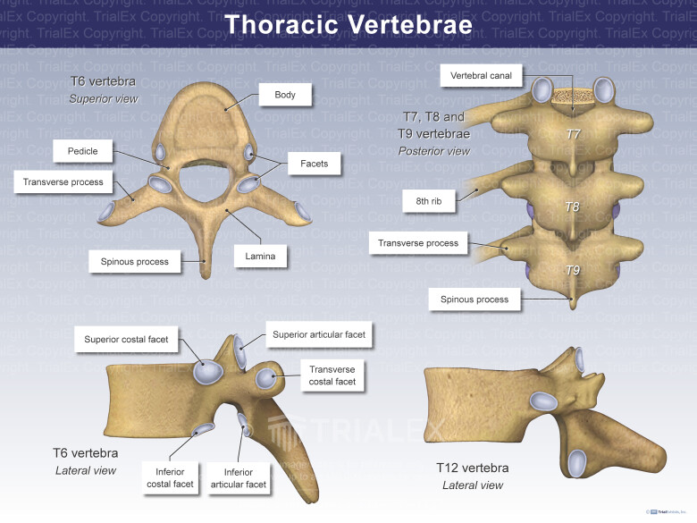 Thoracic Vertebrae Thoracic Vertebrae