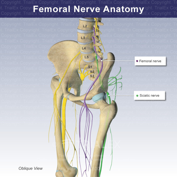Femoral Nerve Anatomy Femoral Nerve An Overview ScienceDirect