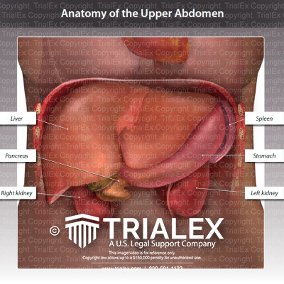 Anatomy of the Upper Abdomen