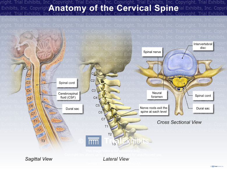 Anatomy Of The Cervical Spine