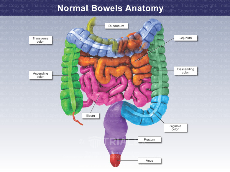 Normal Bowels Anatomy Normal Bowels Anatomy