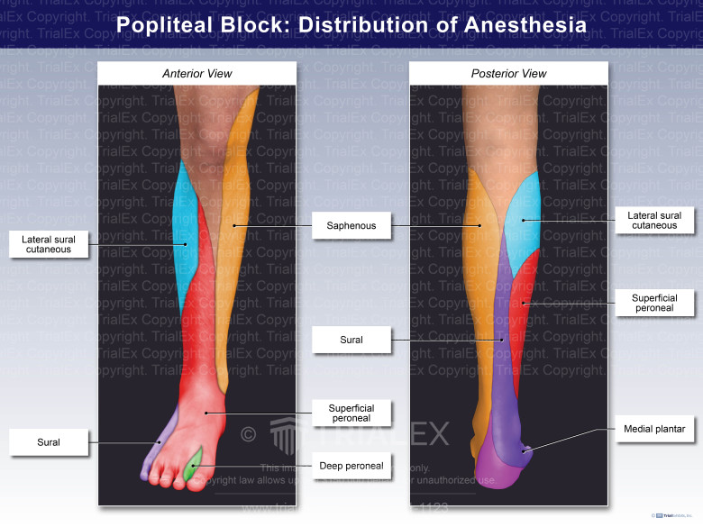 Popliteal Nerve Block Short Axis Image Of The Sciatic Nerve In The Popliteal Nerve Block Short Axis Image Of The Sciatic Nerve In The