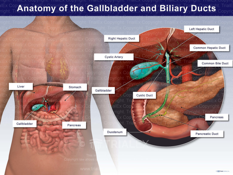 Anatomy Of The Liver Gallbladder And Biliary System Biliary Tract Anatomy Of The Liver Gallbladder And Biliary System Biliary Tract