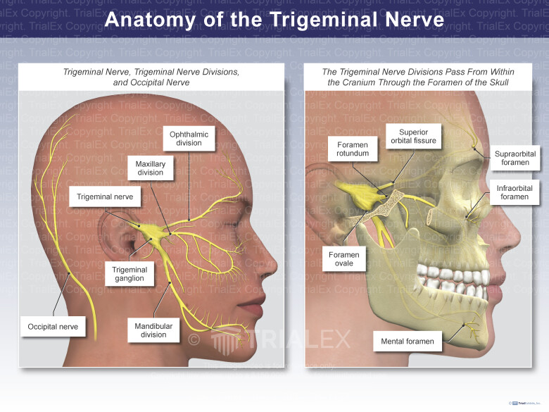 Anatomy Trigeminal Nerve Mapping The Body Trigeminal Nerve Health