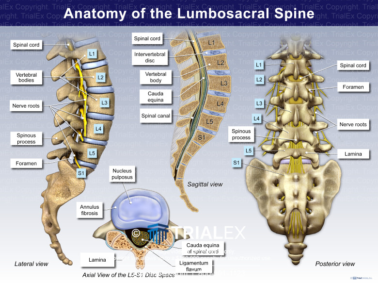 What Is Lumbosacral Spine Anatomy Back Lumbar Spine JEWYLV