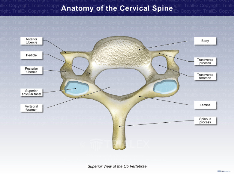 Cervical Vertebrae Atlas Superior View