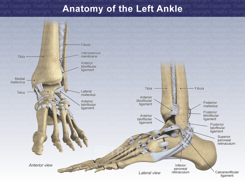 Left Foot Anatomy Bone
