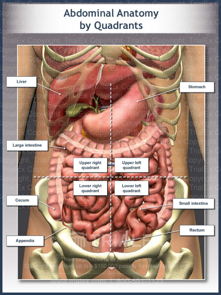 Quadrants Of Abdomen With Organs Quadrants Of Abdomen With Organs