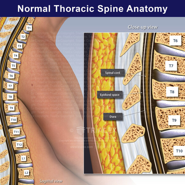 Normal Thoracic Spine Anatomy