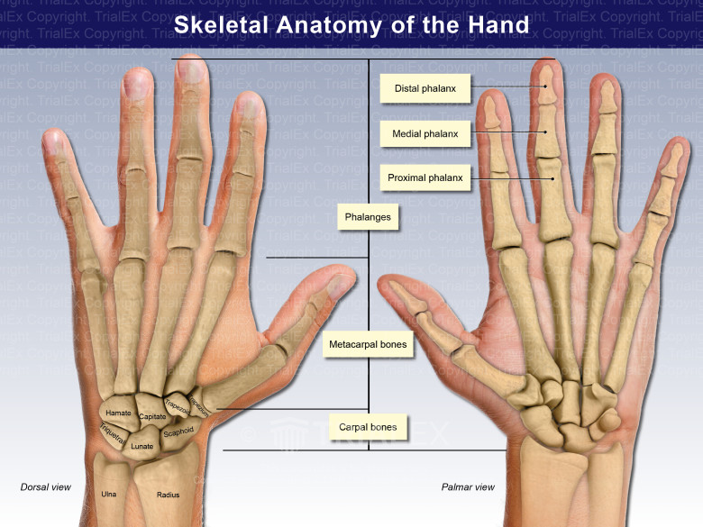 Palmar Hand Anatomy
