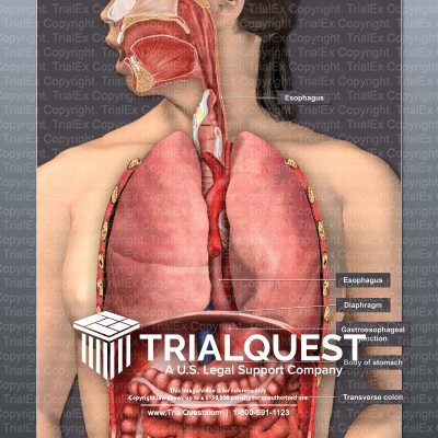 Normal Anatomy of Thorax and Upper Abdominal