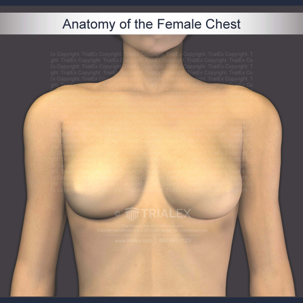 Anatomy of the Female Chest