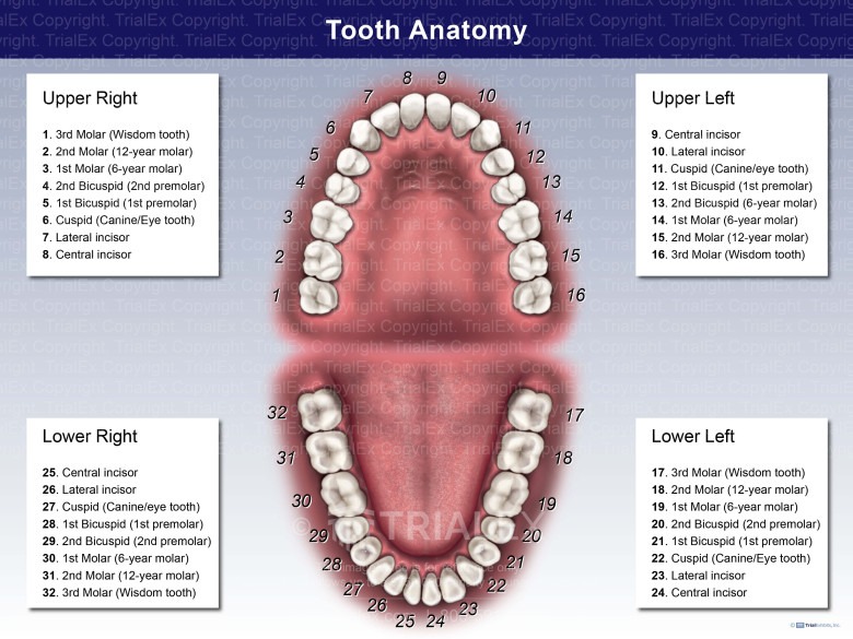 Mandible And Maxilla Anatomy