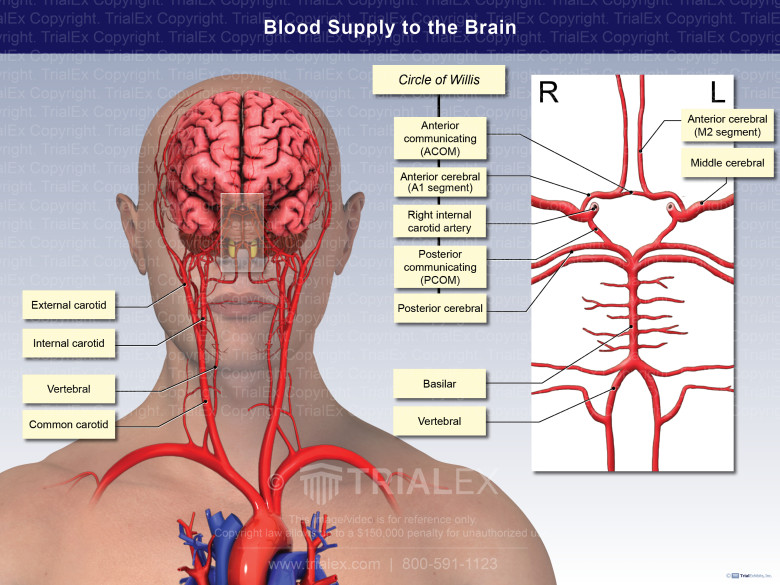 Blood Supply To The Brain TrialQuest Inc 
