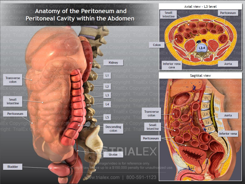Peritoneum Anatomy