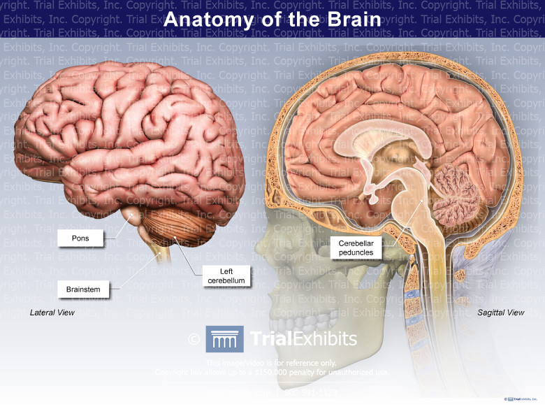 thumbnail image 2 of Anatomy Lab Human Brain Anatomy Poster, LAMINATED, Hungary 2 of 12