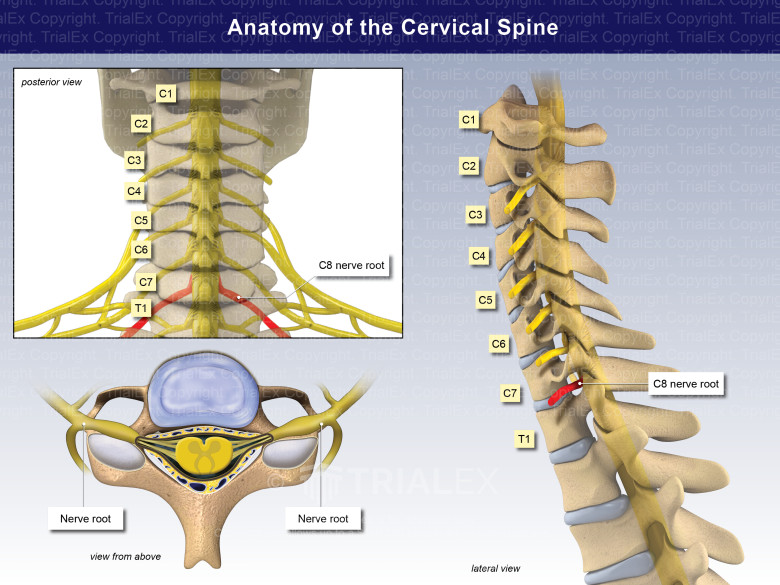 Anatomy Of The Cervical Spine And Nerves