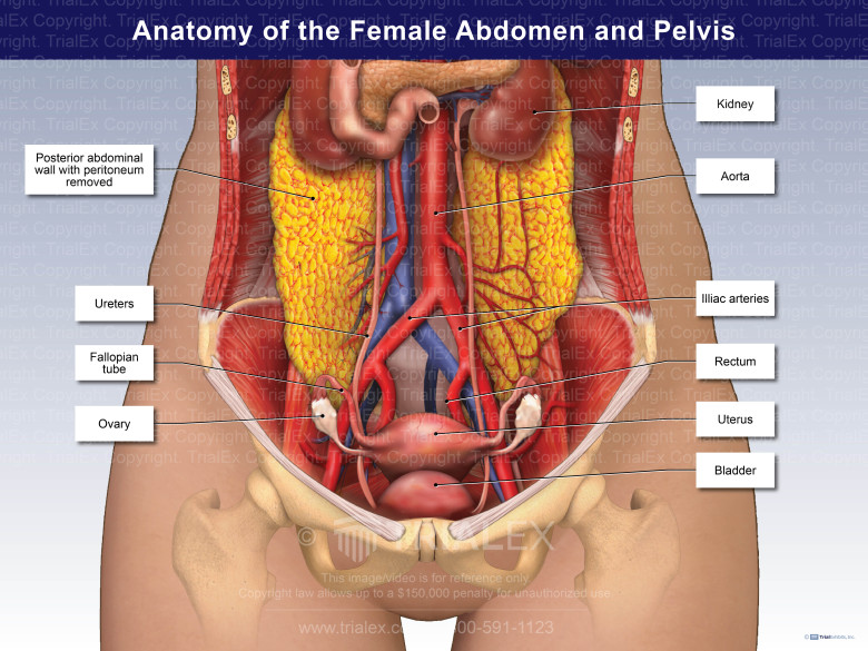 Anatomy Of Female Abdominal Organs Anatomy Of Female Abdominal Organs